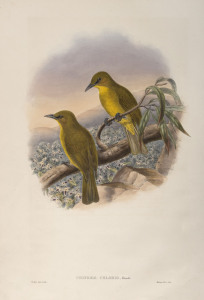 JOHN GOULD (1804-1881), Criniger Chloris, coloured lithograph, 56 x 38cm