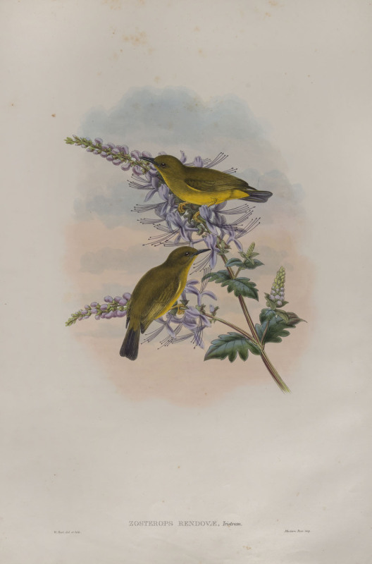 JOHN GOULD (1804-1881), Zosterops Rendovae, coloured lithograph, 56 x 38cm