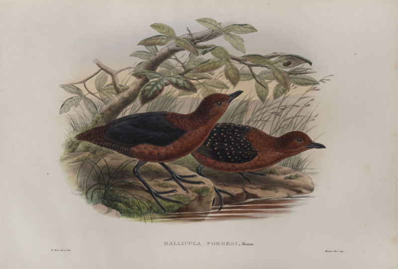 JOHN GOULD (1804-1881), Rallicula Forbesi, coloured lithograph, 56 x 38cm