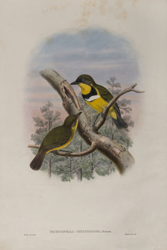 JOHN GOULD (1804-1881), Pachycephala Chrystophori, coloured lithograph, 56 x 38cm