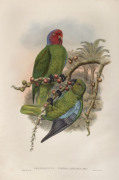 JOHN GOULD (1804-1881), Geoffroyius Timorlaoensis, coloured lithograph, 56 x 38cm