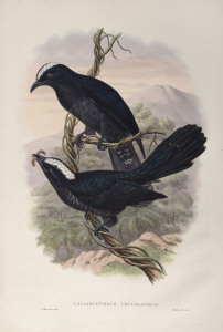 JOHN GOULD (1804-1881), Calliechthrus Leucolophus, coloured lithograph, 56 x 38cm