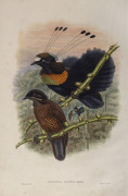 JOHN GOULD (1804-1881), Parotia Lawesi, coloured lithograph, 56 x 38cm