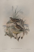 JOHN GOULD (1804-1881), Mirafra Horsfieldii, coloured lithograph, 56 x 38cm