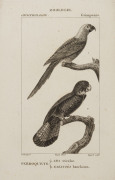 [NATURAL HISTORY ENGRAVINGS] A collection of early 19th Century engravings and lithographs, comprising images of birds, fish, beetles, mammals, etc. (circa 300+); mainly on pages approx. 21 x 14cm.
