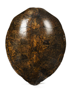 An impressive sea turtle shell, 19th century, 98 x 79cm