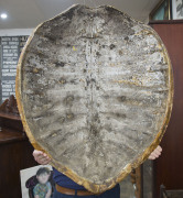 An impressive sea turtle shell, 19th century, 98 x 79cm - 2