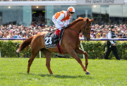 LEXUS MELBOURNE CUP 2019 Horse No 23 (Barrier 21), VOW AND DECLARE, Jockey: Craig Williams, The unique number 23 saddlecloth, signed by Craig Williams accompanied by a letter of authenticity and limitation signed by Neil Wilson, CEO, Victoria Racing Club, - 4