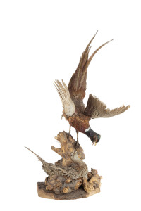 A taxidermy pheasant display with two birds mounted on burl timber, 20th century, 105cm high