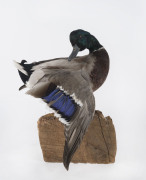 A taxidermy Mallard duck on wooden mount, mid 20th century, ​43cm high