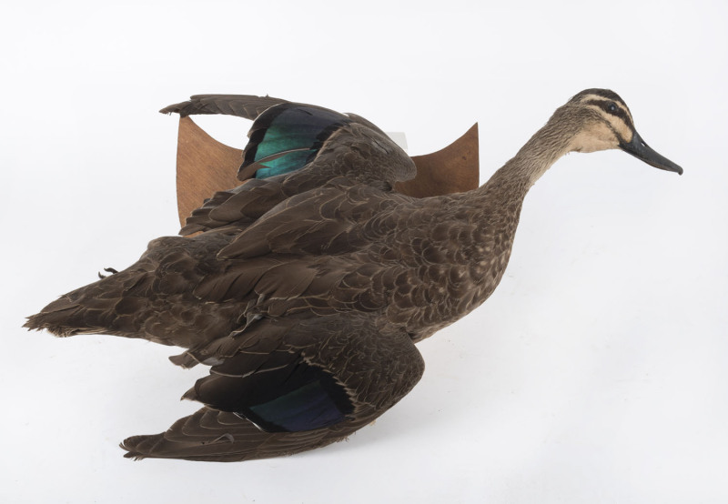 A taxidermy female Mallard duck in flight on wooden wall mount, mid 20th century, 57cm long