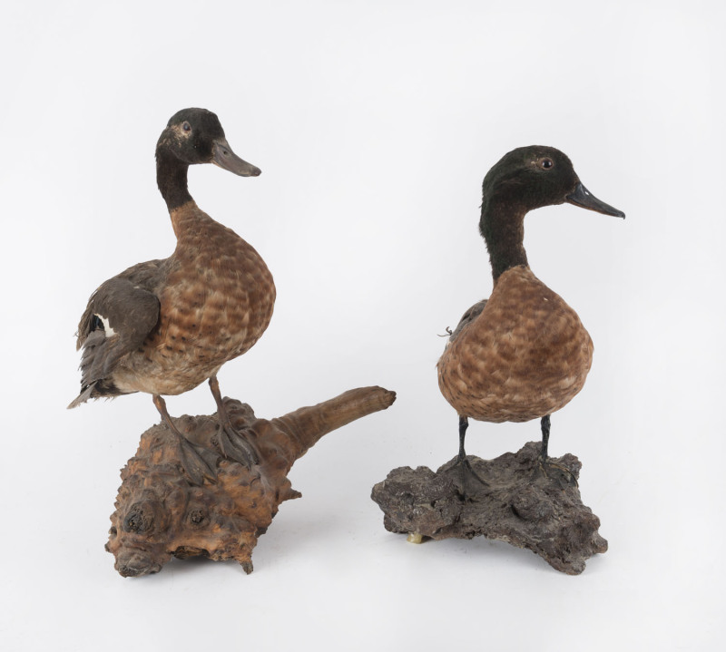 Two taxidermy ducks on burl wood mounts, early to mid 20th century, ​40cm high