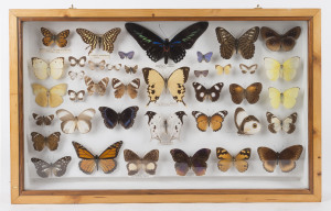 A butterfly display mounted in timber display cabinet, 20th century, ​34cm x 54cm overall