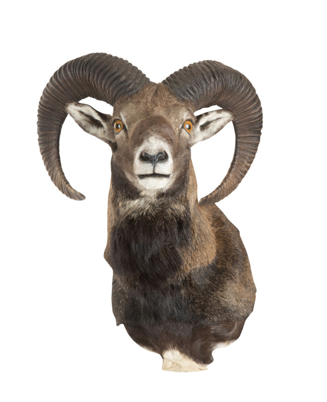 A taxidermy European mountain goat, early to mid 20th century, 55cm high, 37cm wide