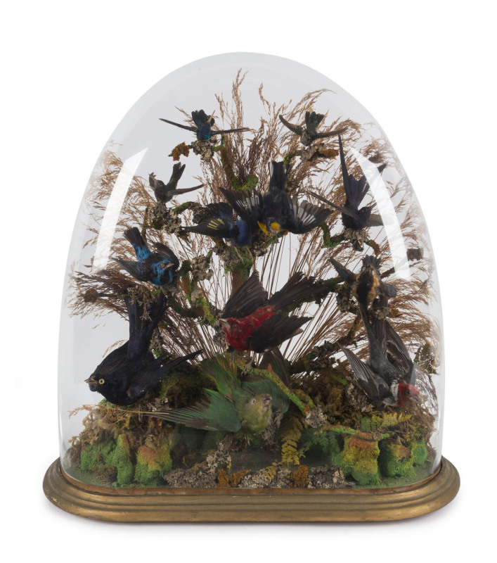 A Victorian taxidermy bird display in original glass dome housing 12 assorted birds, 19th century, ​52cm high