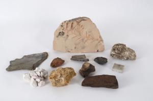 Collection of fossil specimens including Otozamites Bengalensis (Apollo Bay, Victoria) from early Cretaceous; Trilobites (Forbes, N.S.W.); and a starfish collected at Clonbinane in Victoria, (27 items). ​the largest 31cm across