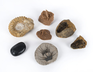 FOSSILS and MINERAL specimens including trilobite, the largest 12cm across