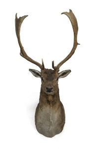 A taxidermy deer head, 20th century, ​135cm high, 67cm wide