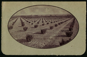 Australia: Postal Stationery - Letter Cards:1914-18 (BW:LC18/138) 1d KGV Sideface Design P12½ Die 1 in purple-brown on Grey Surfaced Card ("No stop after 'LETTER CARD'" with Off-White Cream Interior, "Vineyard, West Aust" illustration, 1917 use from Sydney to Manly, Cat $75.