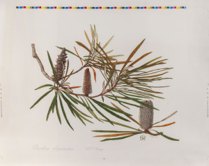 CELIA ROSSER (1930), Banksias, group of 10 colour lithographs, signed and date in image lower right, "Celia Rosser, 1994", ​sheet size 63 x 79cm