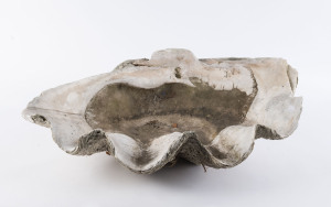 A giant clam shell, late 19th early 20th century, 76cm across