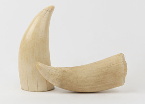 Two whale's teeth, one with polished surface, 19th century, 13cm and 14cm high