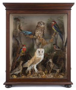 A Colonial taxidermy bird display in Australian cedar case, circa 1870, 85cm high, 70cm wide, 28cm deep