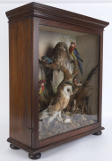 A Colonial taxidermy bird display in Australian cedar case, circa 1870, 85cm high, 70cm wide, 28cm deep - 2