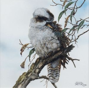 PAUL MARGOCSY (1945- ), Laughing kookaburra, gouache on paper, signed and titled lower right "Paul Margocsy", 25 x 25cm