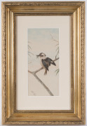 NEVILLE WILLIAM CAYLEY (1886-1950), Kookaburra, watercolour, signed lower left "Neville Cayley", 33 x 15cm - 2