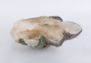 A giant clam shell, early 20th century, ​48cm across