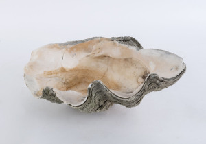 A giant clam shell, early 20th century, 48cm across
