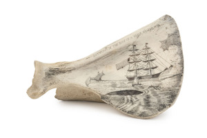 A scrimshaw scapula bone engraved "Bringing In The Body Of A Whale, Hawaii, 1879", 15cm across