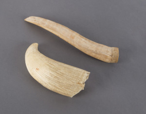 A walrus tusk and sperm whale's tooth, 19th century, ​21cm and 13cm high