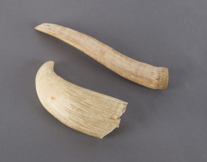 A walrus tusk and sperm whale's tooth, 19th century, 21cm and 13cm high