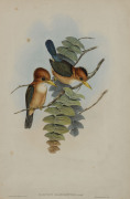 JOHN GOULD (1904-1881), Halcyon Flavirostris, hand coloured engraving, 52 x 34cm