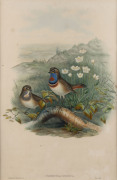 JOHN GOULD (1904-1881), Cyanecula Suecica, hand coloured engraving, 51 x 33cm