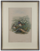 JOHN GOULD (1904-1881), Cyanecula Suecica, hand coloured engraving, 51 x 33cm - 2