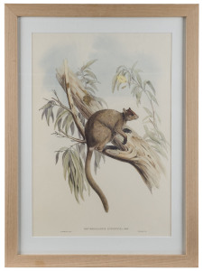 JOHN GOULD (1804-1881), I.) Dendrolacus Inustus, II.) Halmaturus Billardierii, facsimile lithograph prints, 52 x 34cm