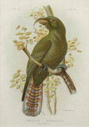 GRACIUS JOSEPH BROINOWSKI (1837-1913), Nestor Notabilis, coloured engraving, ​33 x 23cm