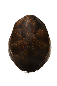 A giant sea turtle shell, 19th century, 95cm across