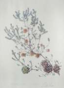 CELIA ROSSER (1930 - ), Banksia laricina, chromolithograph, titled and signed in plate, lower margin, limited edition 24/300, ​73 x 53cm