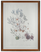 CELIA ROSSER (1930 - ), Banksia laricina, chromolithograph, titled and signed in plate, lower margin, limited edition 24/300, ​73 x 53cm - 2