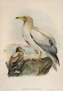 JOHN GOULD (1804-1881), Neophron percnopterus, hand-coloured lithograph, 52 x 35cm