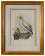 JOHN GOULD (1804-1881), Neophron percnopterus, hand-coloured lithograph, 52 x 35cm - 2