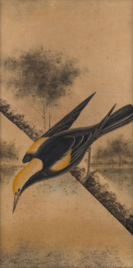 HERBERT HEPBURN CALVERT (1870-1923), Regents Bowerbird, watercolour, signed "H.H. Calvert, 1920", ​59 x 29cm