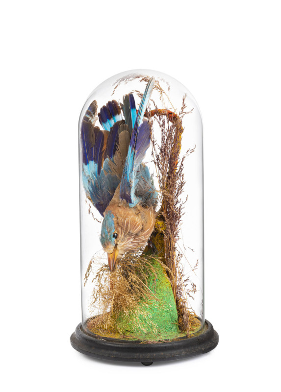 An antique taxidermy kingfisher in original glass dome display, 19th century, 39cm high