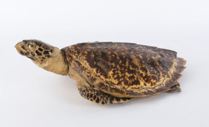 A taxidermy sea turtle, 19th/20th century, 47cm long