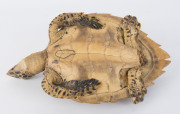 A taxidermy sea turtle, 19th/20th century, ​47cm long - 2