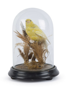CANARY taxidermy display in glass dome, 19th century, 21cm high